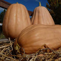 Kentucky Field Pumpkin Seeds - 1 OZ ~112 Seeds - Heirloom, Open Pollinated, Non-GMO, Farm & Vegetable Gardening Seed