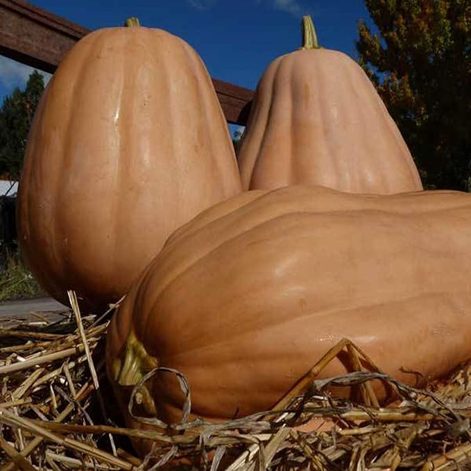Kentucky Field Pumpkin Seeds - 1 OZ ~112 Seeds - Heirloom, Open Pollinated, Non-GMO, Farm & Vegetable Gardening Seed