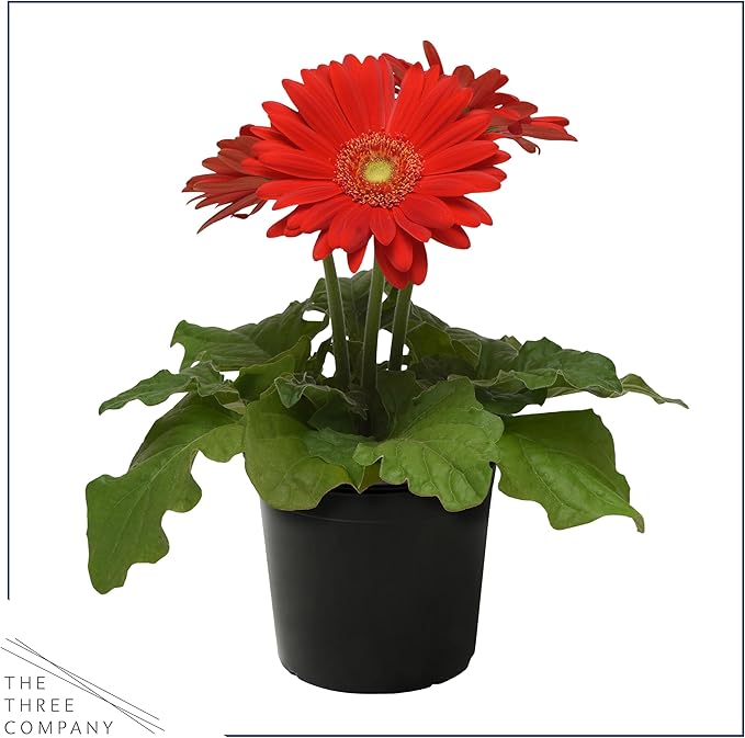 Live Flowering Gerbera Daisies - Red (3 Plants Per Pack) - Beautiful Spring Flowers - 12" Tall by 5" Wide in 1 Qt Pot