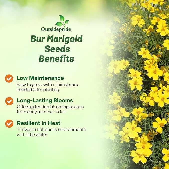 Outsidepride Perennial Bur Marigold Hannay's Lemon Drop Seeds - 1000 Pcs. Heirloom, Self-Sowing, Drought-Tolerant Flower Seeds, Pollinator-Friendly, for Vibrant Blooms, Low-Maintenance Summer Gardens