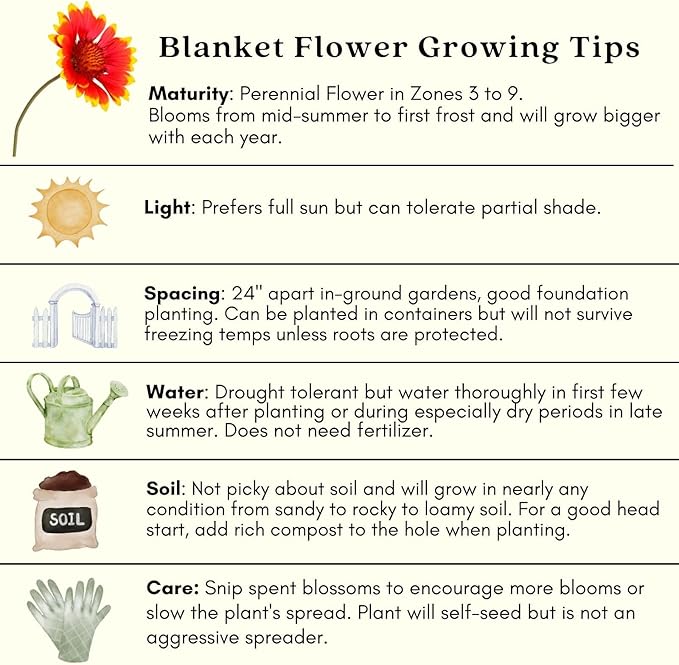 Clovers Garden Blanket Flower Arizona Red Shades (Gaillardia) Plants – Two (2) Live Plants – Non-GMO - Not Seeds - Each 4" to 8" Tall – in 4" Inch Pots – Hardy Flowering Perennial