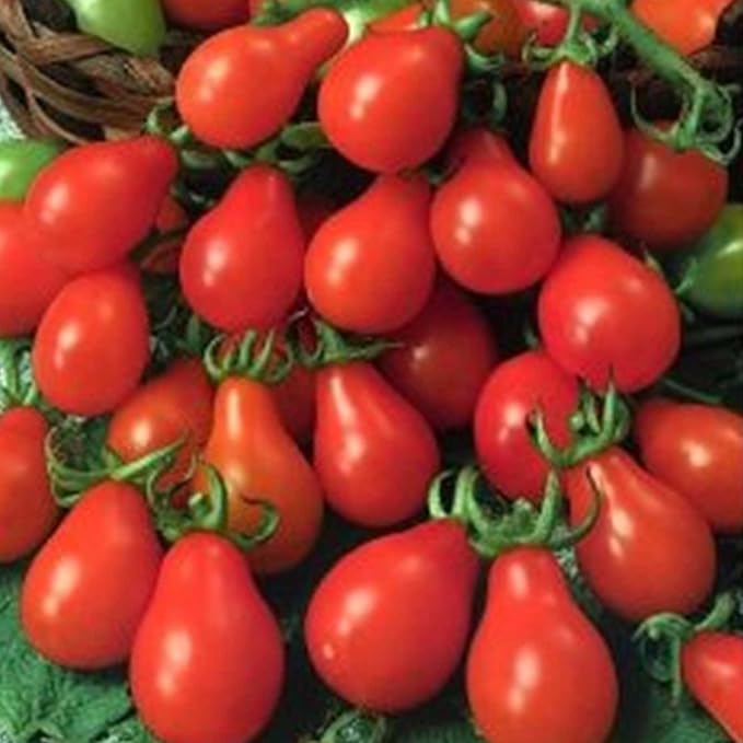 Tomato Garden Seeds - Red Pear - 250 Mg Packet ~90 Seeds - Non-GMO, Heirloom, Vegetable Gardening Seed