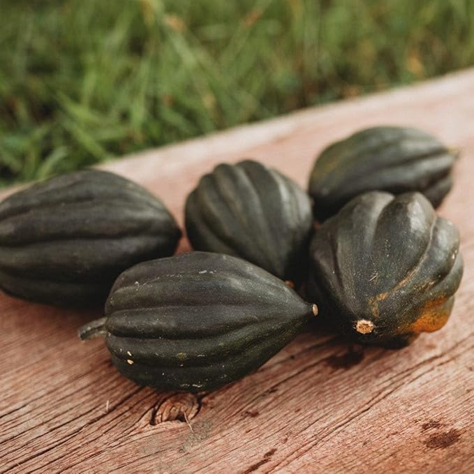 Table Queen Bush Acorn Squash - 25 Seeds - Heirloom Bush Squash Variety, Great for Raised Beds & Containers, Non-GMO Winter Squash Seeds for Planting in The Home Garden, Thresh Seed Company