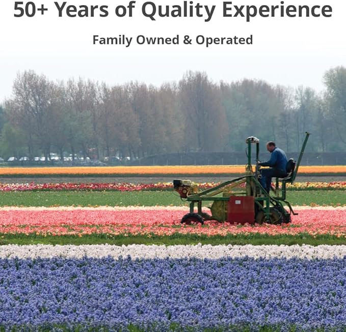 100 Mixed Tulip Flower Bulbs – Bulk Pack of Colorful Tulips for Spring Blooms – Easy Fall Planting - Plant in Gardens, Borders & Flowerbeds - Bulb Size 11/12cm - Willard & May