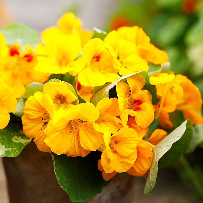 Eden Brothers Nasturtium Seeds - Alaska Gold Non-GMO Seeds for Planting, Packet | Low-Maintenance Flower Seeds, Plant During Spring Season, Zones 1, 10, 2, 3, 4, 5, 6, 7, 8, 9