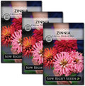Sow Right Seeds - Zinnia Cactus Flower Seeds for Planting - Beautiful Flowers to Plant in Your Garden - Non-GMO Heirloom Seeds - Red and Pink Variety - Attract Pollinators - Beautiful Cut Flower (3)