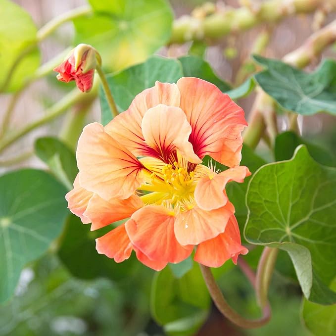Eden Brothers Nasturtium Seeds - Gleam Salmon