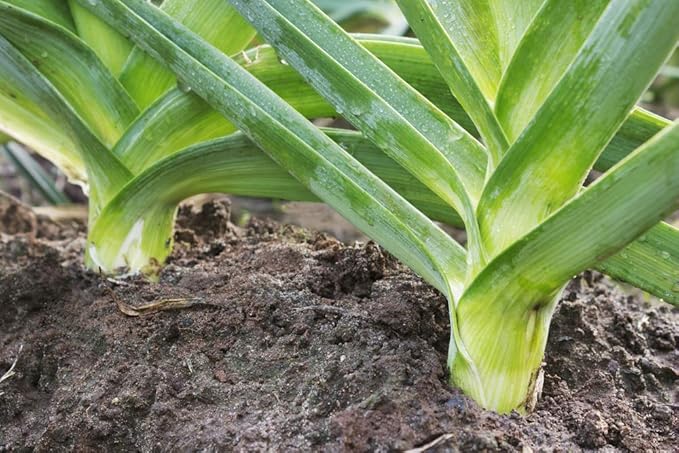 Seeds Giant Leek Onion Non GMO Vegetable for Planting