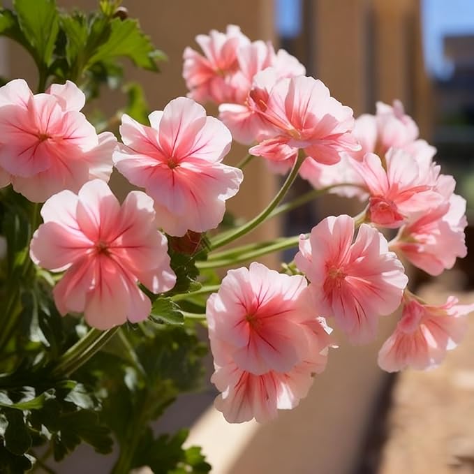 20 Mixed Geranium Seeds for Planting, Perennial Pelargonium Flower Seed, Heirloom Non-GMO Geranium Seeds for Small Garden Border, Home Outdoor