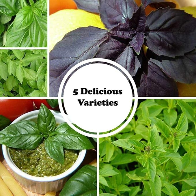 Deluxe Basil Seed Collection - 5 Varieties, 100% Non-GMO Heirloom Genovese Basil, Thai Basil, Lemon Basil, Italian Basil, and Dark Opal Basil Herb Seeds by Sustainable Seed Company (Collection Only)