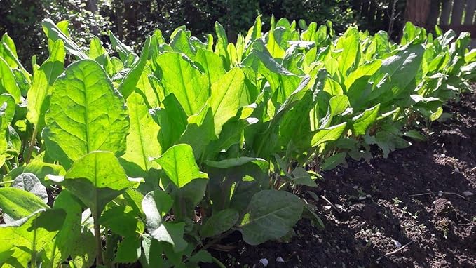Broadleaf Sorrel Odessa Seeds (Rumex acetosa) Giant Herbs for Planting Non GMO 2000 Seeds
