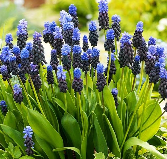 Muscari Mix Bulbs - Perennial Muscari Mixture Grape Hyacinth | Fragrant and Narrow Strap Shaped Flowers - Size 8-9 cm (10 Bulbs)