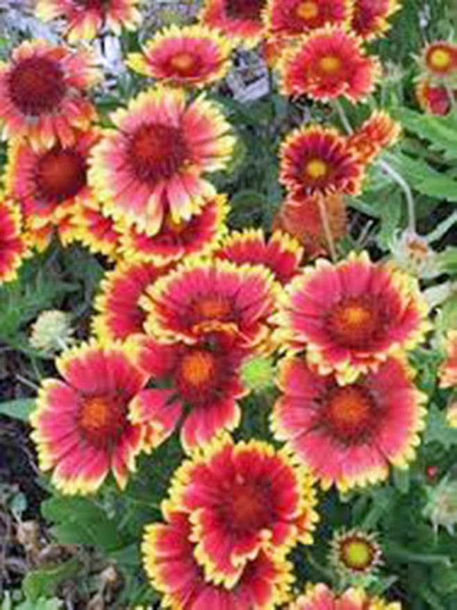 Arizona Sun Gaillardia, 25 Seeds per Pack, Beautiful Bright Large Cut Flower
