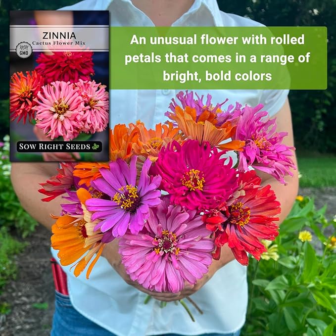 Sow Right Seeds - Zinnia Cactus Flower Seeds for Planting - Beautiful Flowers to Plant in Your Garden - Non-GMO Heirloom Seeds - Red and Pink Variety - Attract Pollinators - Beautiful Cut Flower (2)