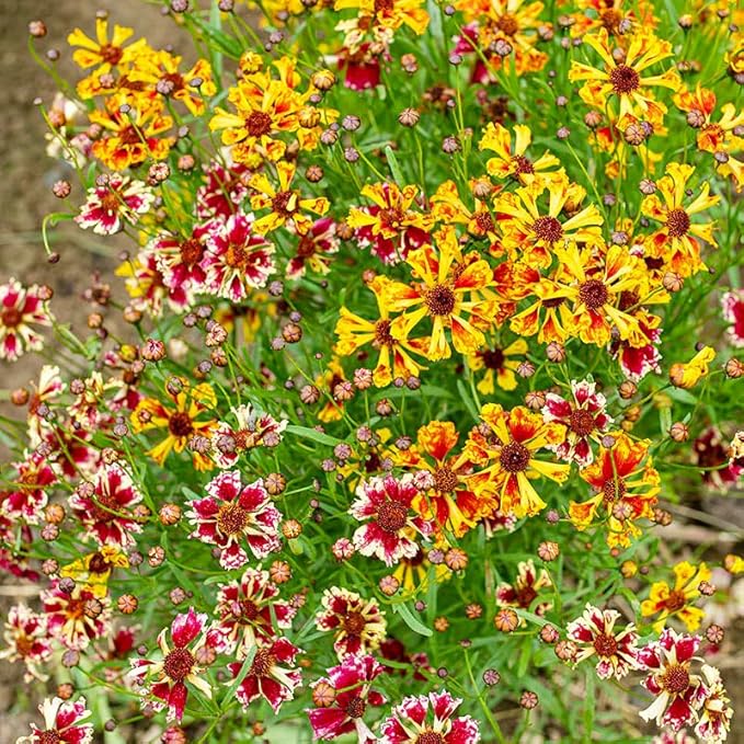 5000+ Coreopsis Plains Wildflower Seeds - Perennial Non-GMO Heirloom Seeds, Drought-Tolerant for Natural Wildflower Gardens