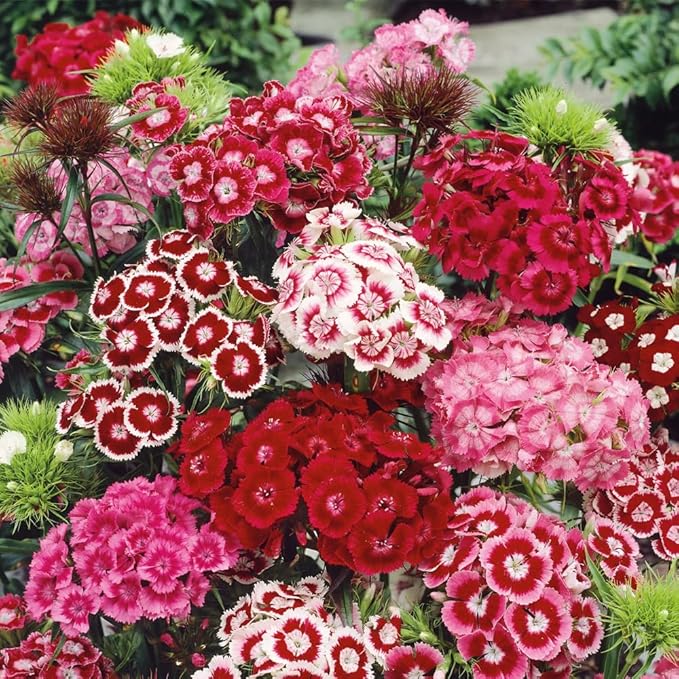 5000+ Sweet William Seeds Perennial for Planting-Dianthus Seeds Sweetness Flower Non-GMO Heirloom for Outdoor Garden Hardy to USDA Zones 3-9