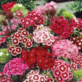 5000+ Sweet William Seeds Perennial for Planting-Dianthus Seeds Sweetness Flower Non-GMO Heirloom for Outdoor Garden Hardy to USDA Zones 3-9