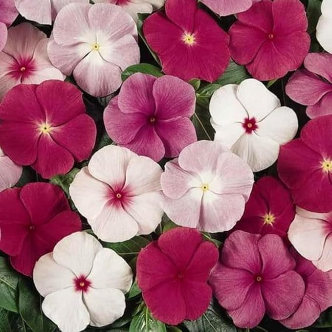 100+ Periwinkle Vinca Seeds Garden Flowers & Ground Cover Plants Dwarf Flower Perennial Flower