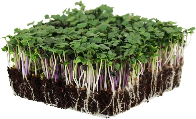 Organic Spicy Salad Mix Microgreens Seeds: 4 Oz - Non-GMO Micro Greens Seed Blend: Broccoli, Kale, Mustard, Cabbage, Arugula, Mustard, More