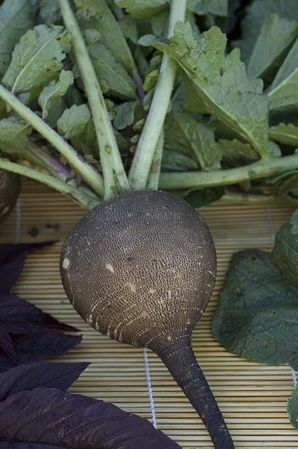 Seeds Vegetable Radish Black Winter Round Heirloom - 100 Seeds