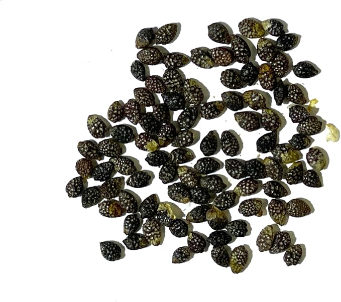 Seed Needs, Blue Passion Flower Seeds - 100 Heirloom Seeds for Planting Passiflora caerulea - Open Pollinated, Tropical Vine (1 Pack)