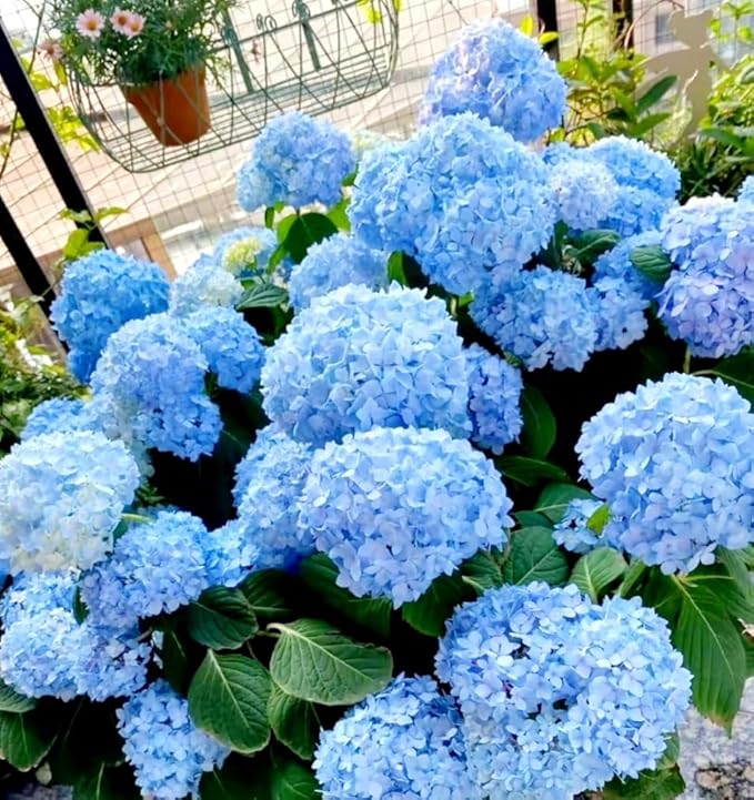 120 Mix Hydrangea Seeds Giant Snowball for Planting Flowers Bush Plants Garden Shrub Bonsai