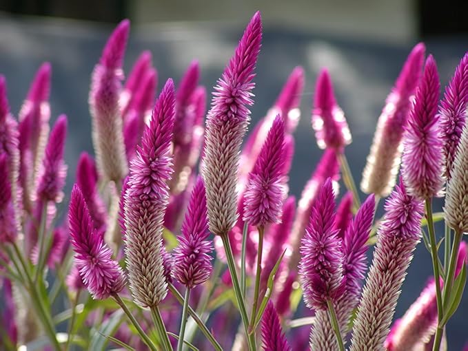 Celosia Argentea Seeds - 1000 Pcs Perennial Tall Weather-Resistant Flower Seeds, Vibrant Plumes for Containers, Borders, Pollinator Gardens & House Plants
