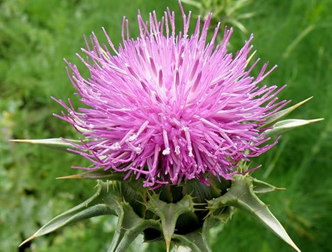 Milk Thistle Seeds – Annual/Biennial Herb (Silybum marianum) | Medicinal Plant, Pollinator-Friendly, Striking Spiny Foliage & Purple Blooms