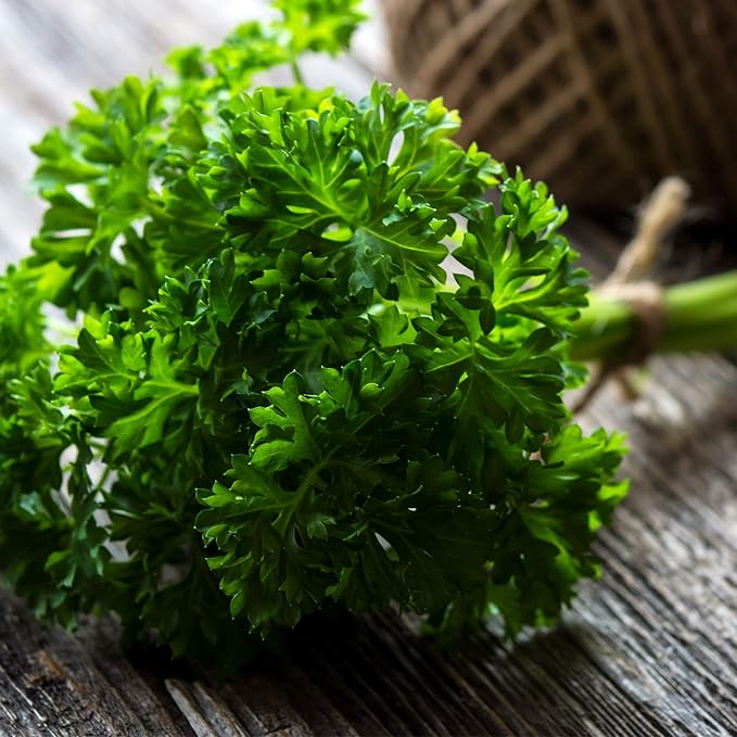 Parsley Seeds, Forest Green - 4 Oz ~6,000 Seeds - Culinary Herb Garden & Microgreens Seeds - Non-GMO, Heirloom