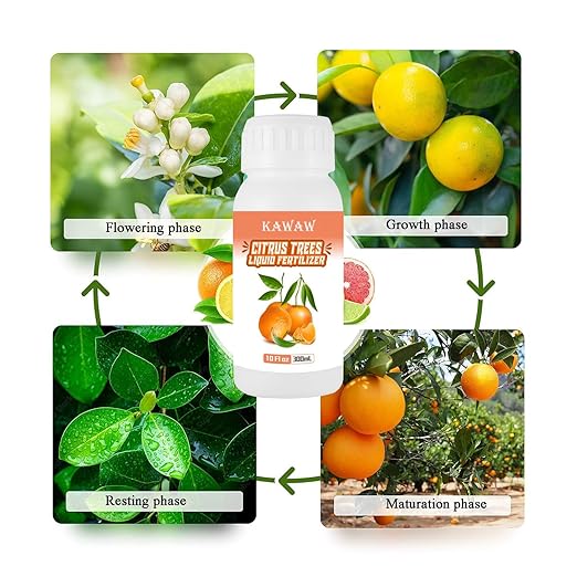 10oz Organic Citrus Tree Fertilizer - Microbial Probiotic Liquid Plant Food for Lemon, Lime, Orange & Olive Trees - Revitalizes Yellow Leaves & Roots