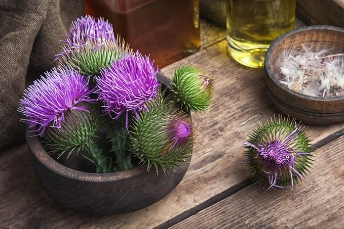 Milk Thistle Seeds – Annual/Biennial Herb (Silybum marianum) | Medicinal Plant, Pollinator-Friendly, Striking Spiny Foliage & Purple Blooms