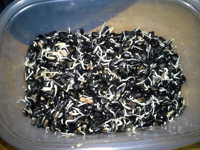 Sunflower Seeds for Sprouting Microgreens, A 4 oz Rich Source of Vitamins and Minerals and Health-Promoting Nutrients! "COOL BEANS N SPROUTS" Brand, A Small Town Family Run USA Business.