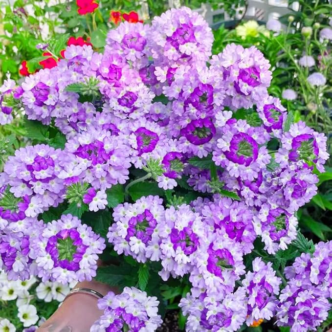 10000+ Seeds Perennial Verbena Flower Seeds for Planting-Fragrant,Attracts Bees and Butterflies