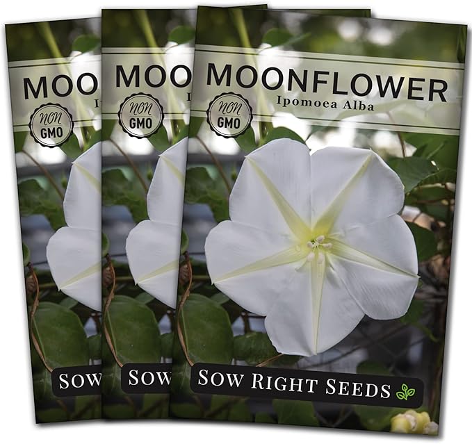 Sow Right Seeds - Moonflower (Ipomoea alba) Flower Seeds for Planting - Non-GMO Heirloom Flowers to Grow in Your Home Garden - Vining Plant for Beautiful Evening Blooms - Wonderful Gift (3)