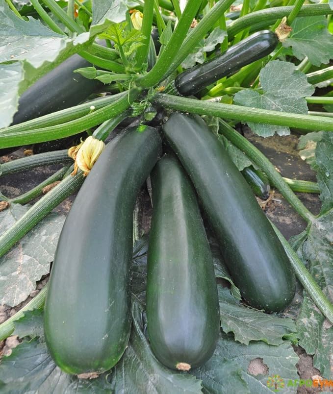 NIKA SEEDS - Seeds Vegetable Zucchini Black Beauty - 30 Seeds