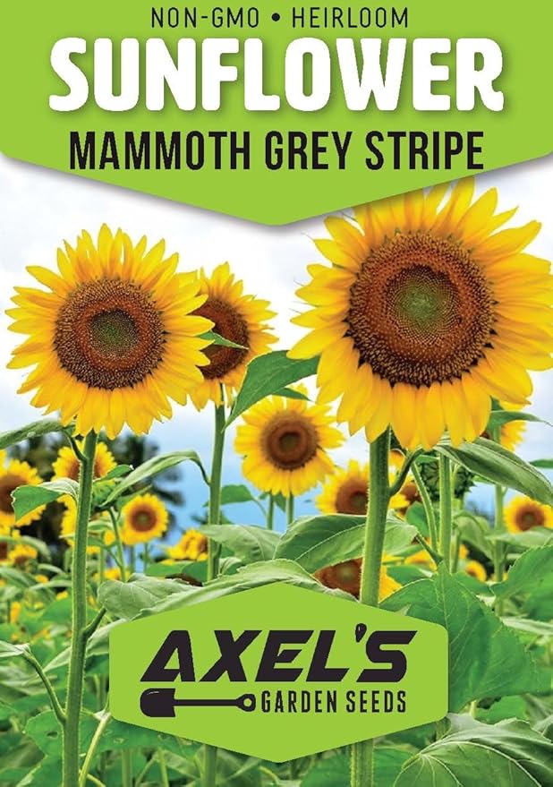 Mammoth Sunflower Seeds for Planting - Grow Giant Sun Flowers in Your Garden - 50 Non GMO Heirloom Seeds - Full Planting Instructions for Easy Grow - Great Gardening Gifts (3 Packets)