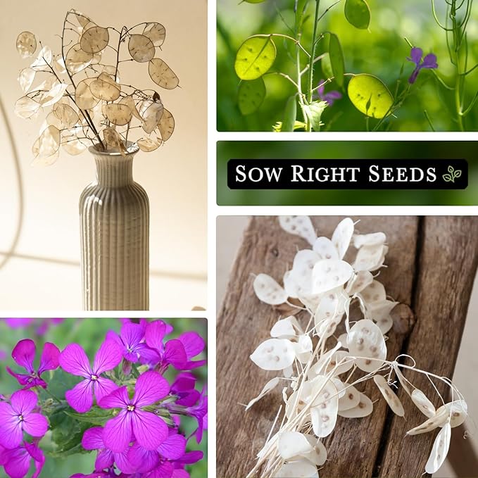 Sow Right Seeds - Money Plant Seeds - Honesty or Silver Coin Plant - Non-GMO Heirloom Seeds - Indoor or Outdoor - Full Instructions for Planting and Growing a Flower Garden - Great Gardening Gift (3)