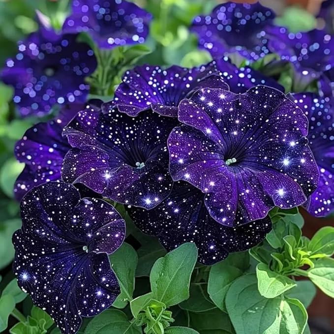 247+ Rare Perennial Petunia Seeds for Planting,Dwarf Wave Petunia Flowers Seeds to Plant Garden Hanging Baskets Flower Vine, High Germination Rate in Home Gardens