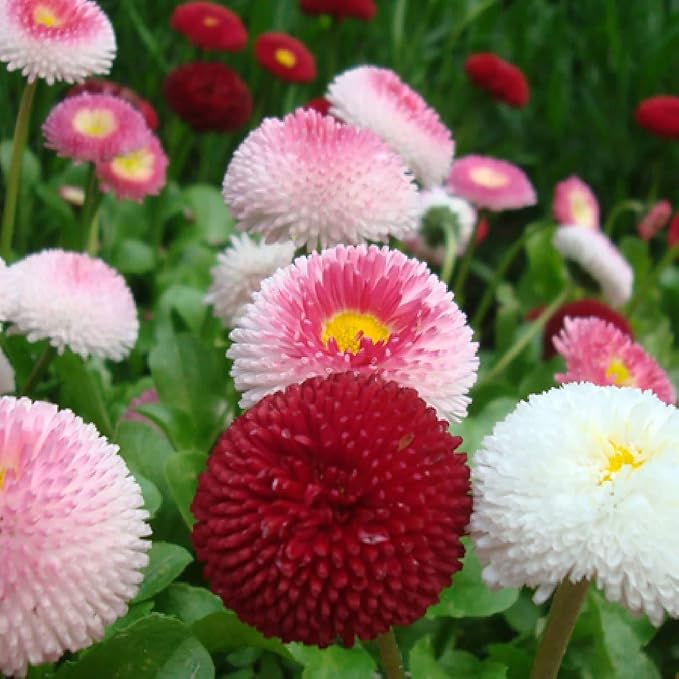 Seeds English Daisy Pompon Double Mix (Marguerite Bellis perennis) Outdoor Cut Perennial Flowers for Garden Planting