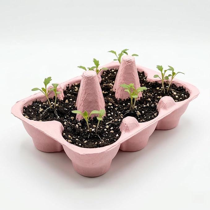Buzzy Seeds Flower Starter Kit | 2-Pack Eco-Friendly Colorful Egg Cartons | Sunflower & Daisy Seeds | Indoor Flower Grow Kit | Gardening Gift | Ideal for Easter or Mother's Day Gifting