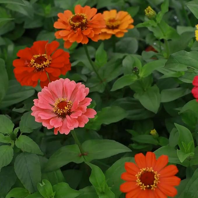 Mixrug Zinnia Seeds for Planting, 300pcs Double Petaled Zinnia Seeds Non-GMO Heirloom Rare Colorful Flower Plants, Open Pollinated Beauty Home Garden Flowers for Outdoors