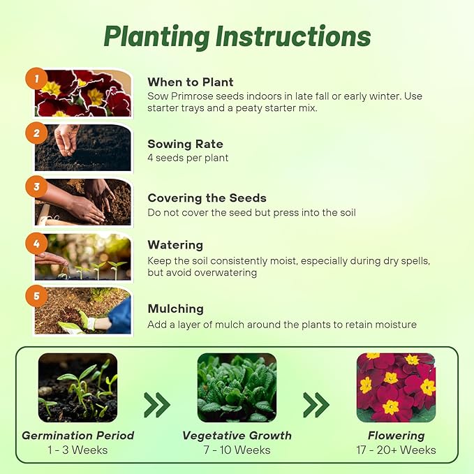 Outsidepride Danessa Burgundy Common Primrose Seeds - 50 Pcs Annual, Hardy, Easy to Grow & Low Maintenance Flower Seeds for Planting Vibrant Soft Blooms, for Containers, Borders & Erosion Control