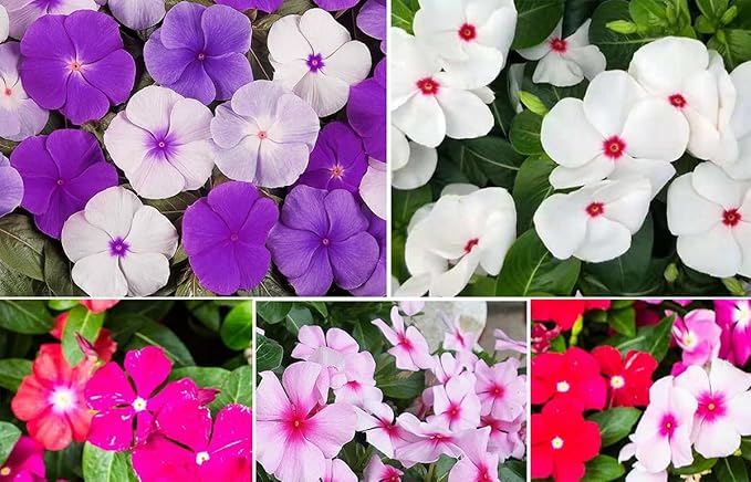 Mixed Rosea Vinca Periwinkle Seeds Dwarf Flower Balcony Perennail Garden Ground Cover 150pcs Bright Eye Periwinkle