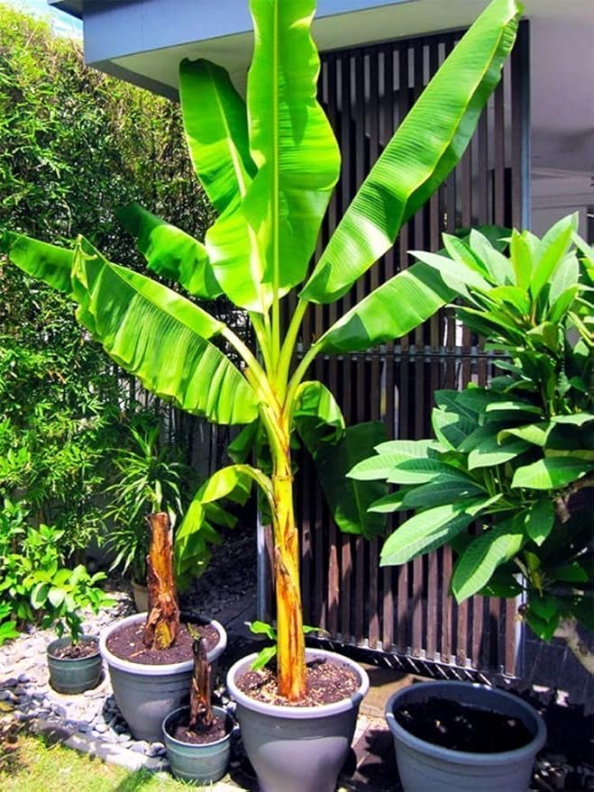 Seeds Ornamental Banana Tree - Tree for Planting - GMO Free