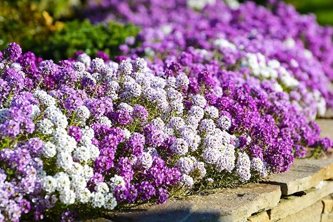 Seeds Multicolor Alyssum Seed Mix 800+ Seeds for Panting Annual Low-Growing Flower Ground Cover Carpet Flower