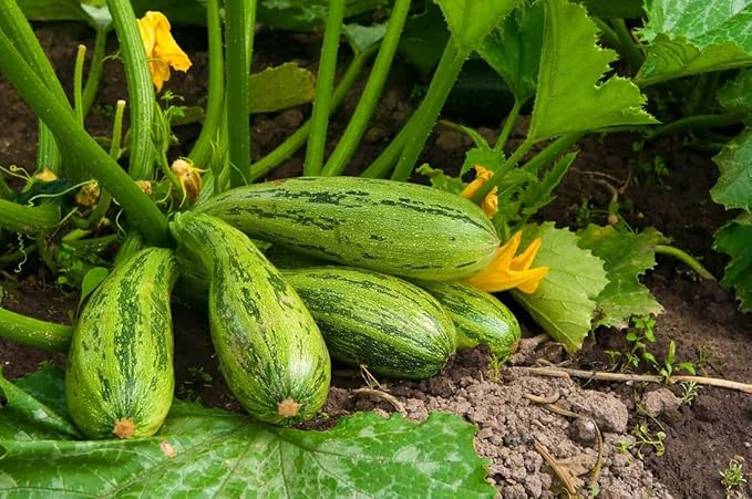 SeedsUP - 30+ Seeds Cocozelle Zucchini - Vegetable Green