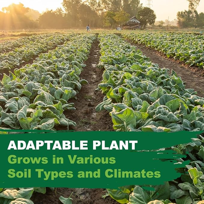 TKE Farms & Gardens - Georgia Southern Collard Green Seeds for Planting, 2 Grams, 225 Seeds, Non-GMO, Heirloom, Perfect Winter & Fall Vegetable Seeds, Includes Instructions, Brassica oleracea