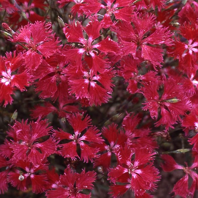 Outsidepride Superbus Red Dianthus Seeds for Planting - 5000 Pcs Easy to Grow & Hardy Perennial Flower Seeds with Colorful & Fragrant Blooms, for Mixed Plantings, Containers, & Pollinator Gardens