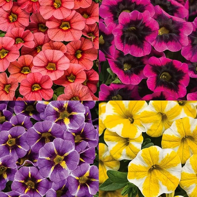 325+ Mix Petunia Flower Seeds for Planting-Petunia Hybrida Garden Flower Plant Attract Butterflies and Bees