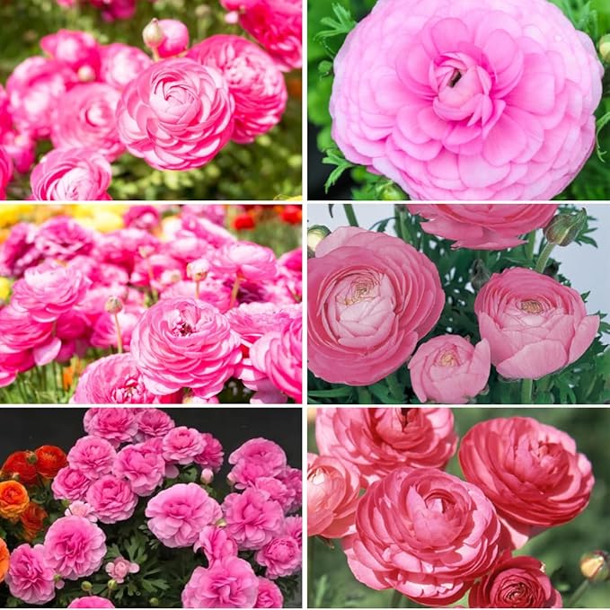 Pack 25 Ranunculus Bulbs for Planting, Pink Ranunculus Corms, Butterfly Ranunculus Flowers Bulbs to Grow, Peony Buttercup Ranunculus